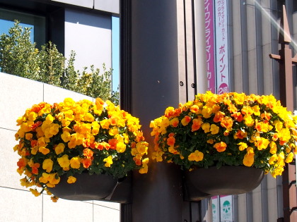 街の花　2　3.22　2016　ｐ