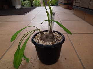 シレニフォリア9-29-1