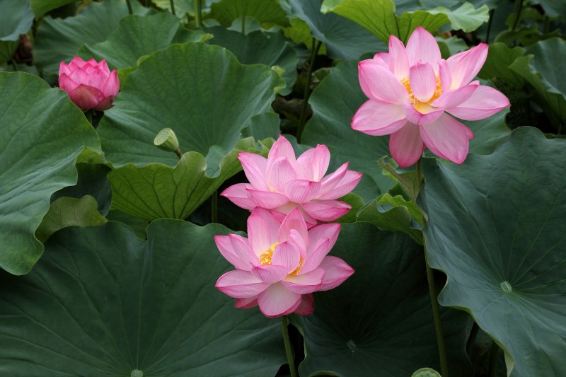 庭園蓮池_003.jpg