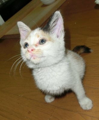 CIMG1231 (329x400).jpg