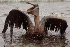 メキシコ湾生物汚染