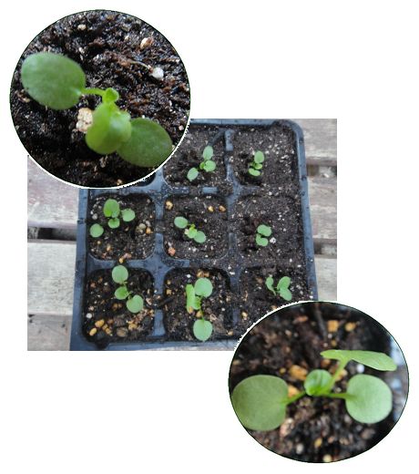 ビオラのセルトレーへの移植