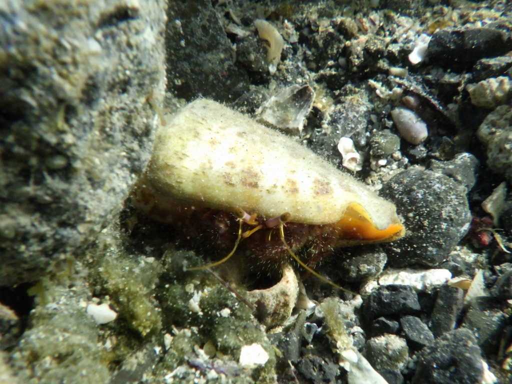 串本磯採集2023年7月下旬40　イシダタミヤドカリ（Dardanus crassimanus）
