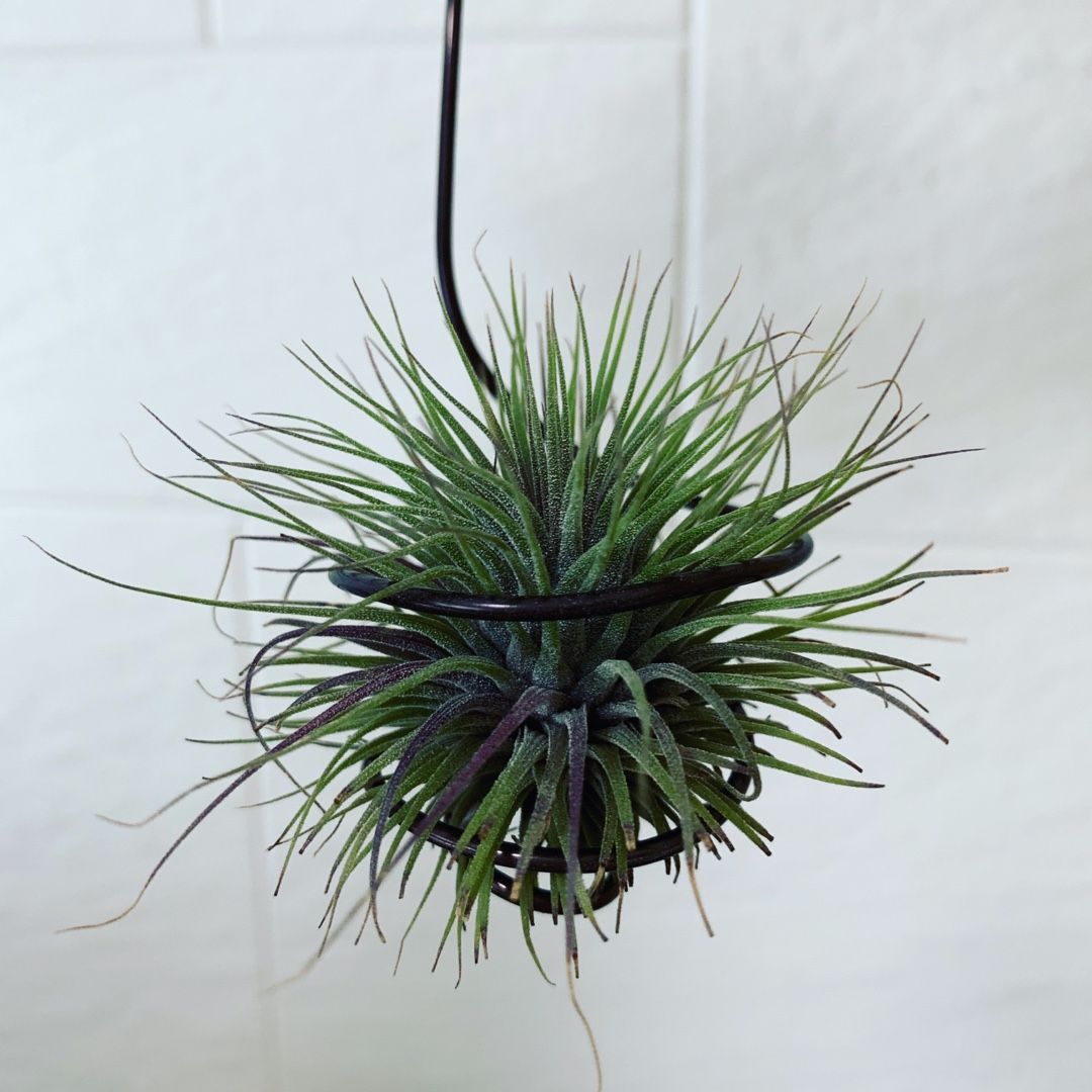 Tillandsia観察 Tillandsia ティランジア チランジア エアプランツ エアープランツ 育成記録 楽天ブログ