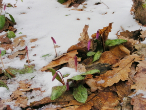 2017-04-13mori-katakuri2 (1).JPG