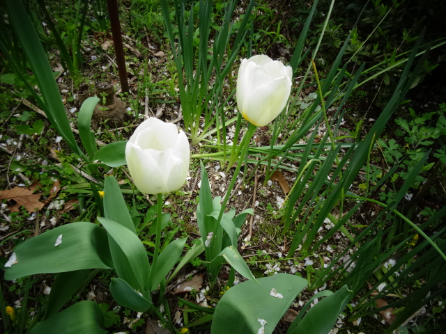 DSC00332.JPG
