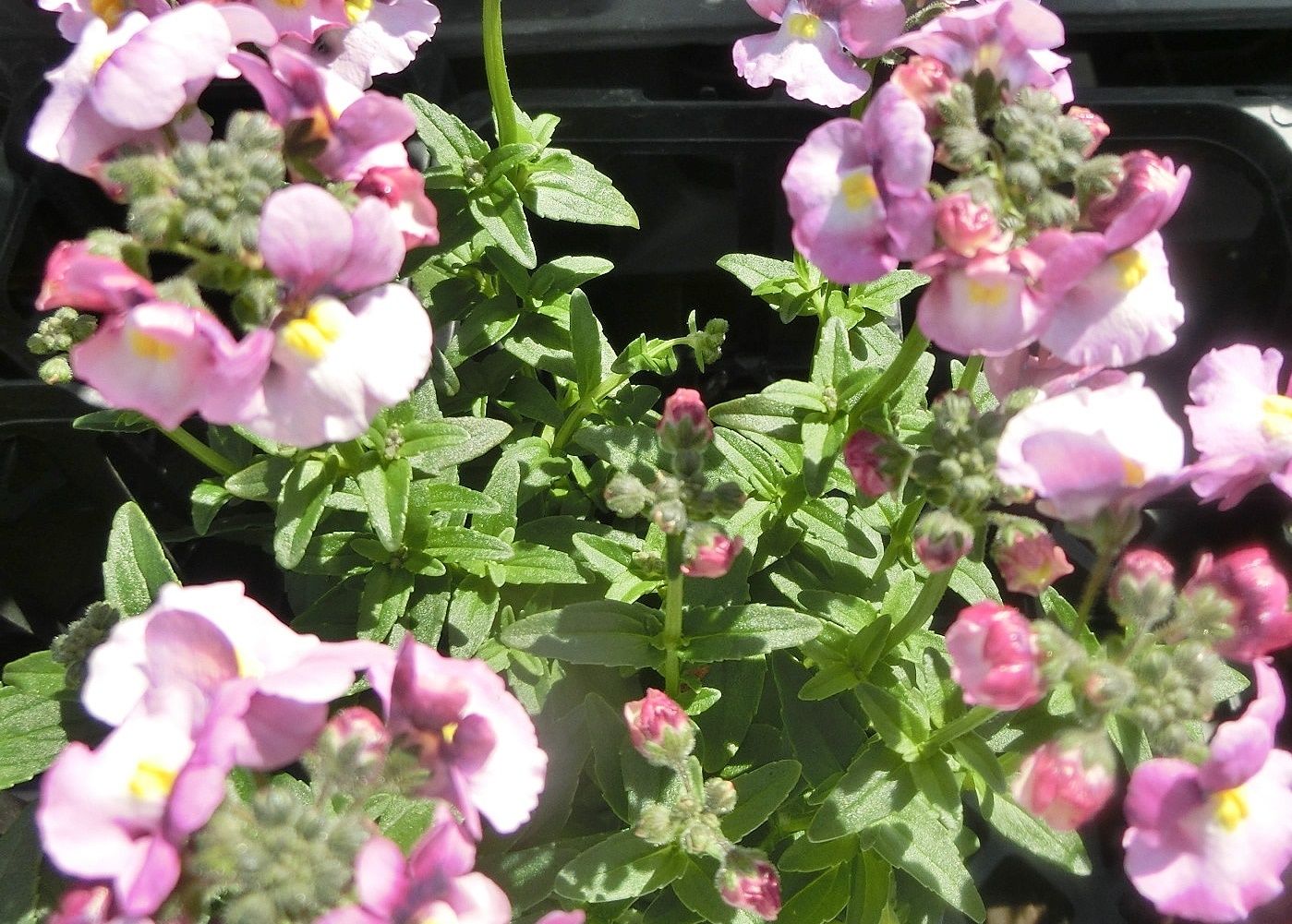 載せ遅れた実や花たち色々 長居植物園で見た花 だい のひとりごと 楽天ブログ