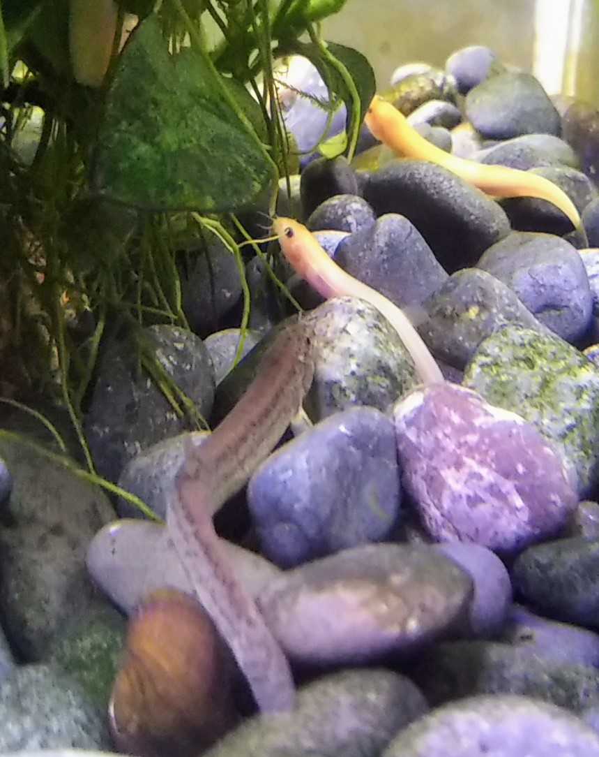 出目金ちゃん ヒドジョウちゃん ガサガサ ヒドジョウ達とマドジョウ ゆうのお料理日記 農業もやるよ ギフテッドの教育法も 楽天ブログ