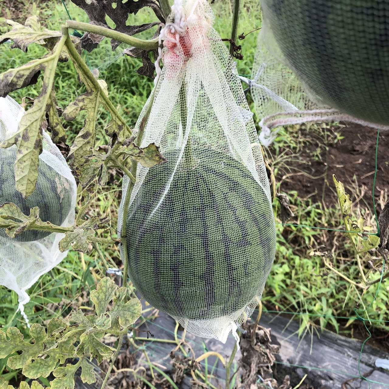 初物 小玉スイカを採ってみました 収穫期の見極め方法 ちょろ松の家庭菜園奮闘記 楽天ブログ