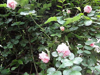DSC00949.jpg
