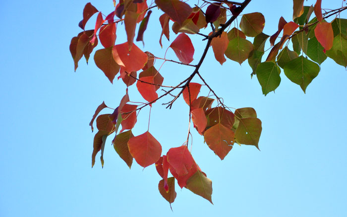 紅葉４