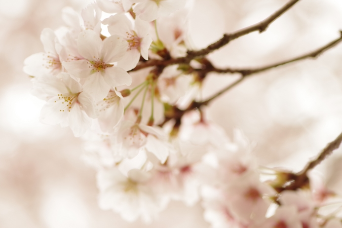 桜０８