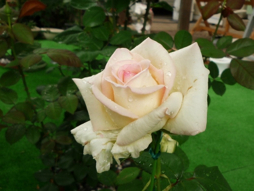 P1150327 (500x375).jpg