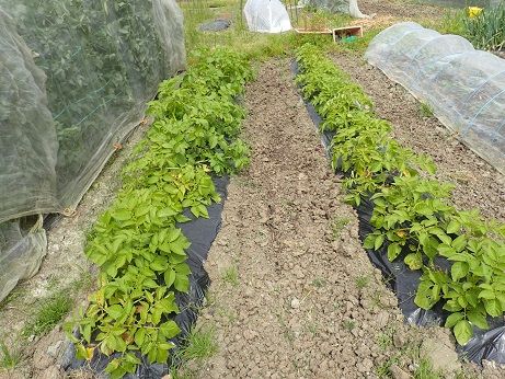 ジャガイモの葉に黒い斑点 葉山農園 5月下旬 暇人主婦の家庭菜園 楽天ブログ