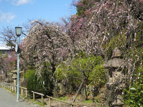 池上梅園にて