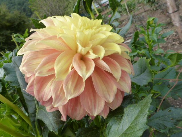 16日 埼玉県秩父 小鹿野ダリア園へ行った続きです 写真あり 私の好きな花 楽天ブログ