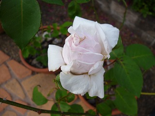 P1180351ss.jpg