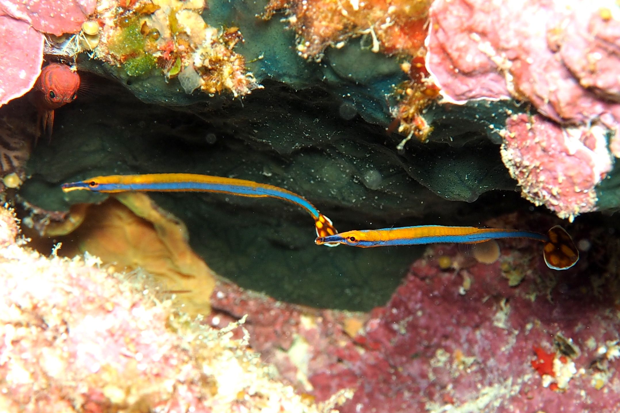 パンダツノウミウシ | デコボコ潜水 - 楽天ブログ