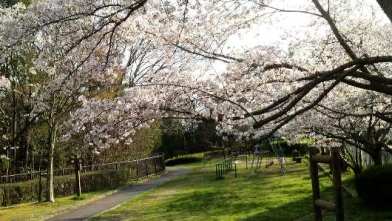 sakura8.jpg