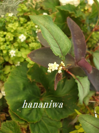 2012_1122トレッサ用寄せ植えとクレマチスの講座とカ0025.JPG