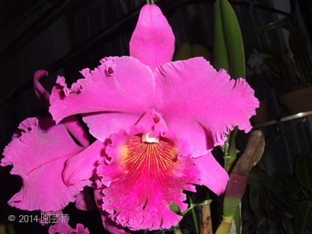 Blc. Norman's Bay 'Low' FCC/RHS 20141029-2