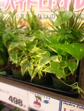 水耕栽培植物2