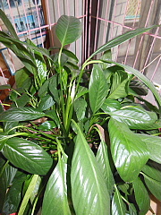 conv0322.JPG