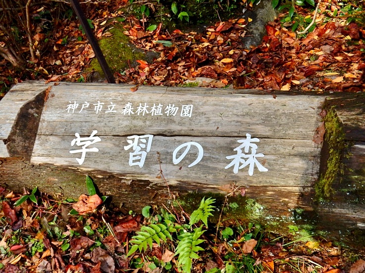学習の森