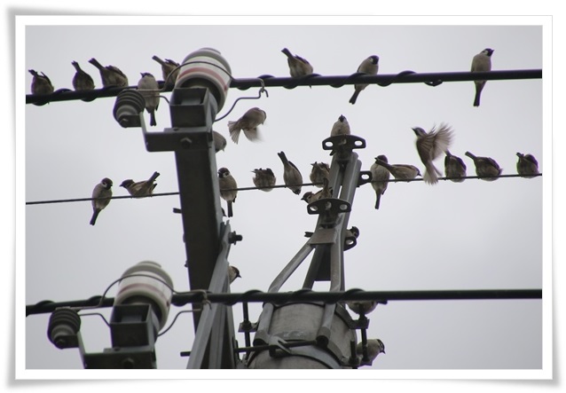 瑞樹団地-4 スズメ-4 16.1.9