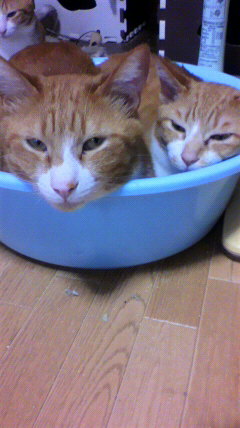 りんごとめい
