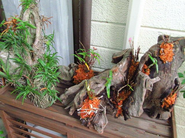 セッコクを流木に植え付けてみた・・・A＾＾；） | かにゃかにゃ