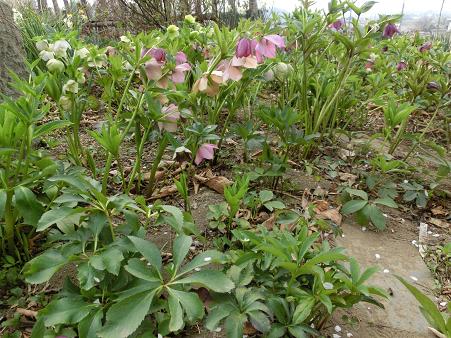 クリスマスローズ