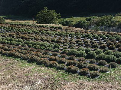 20121026ざる菊