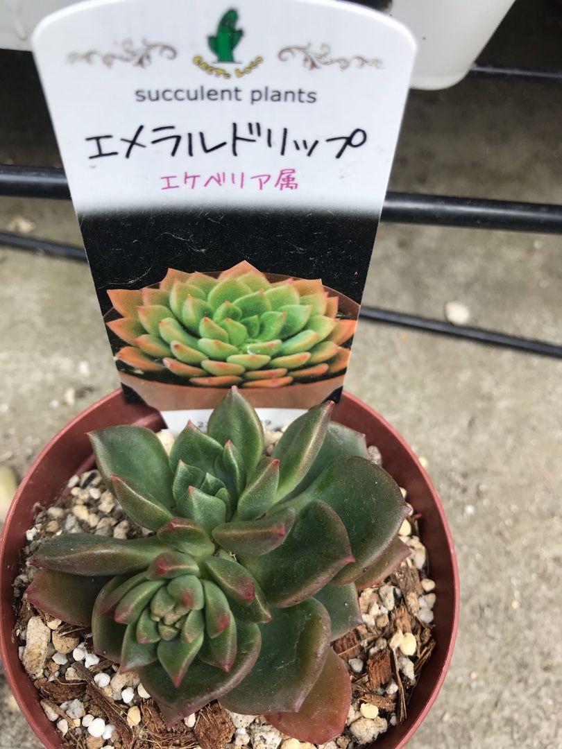 多肉の花芽を切る りんすいのブログ 楽天ブログ