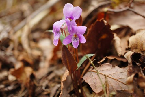 31_3_13omv06412 - コピー.jpg