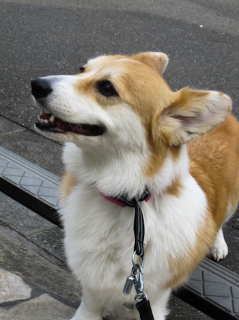 はな