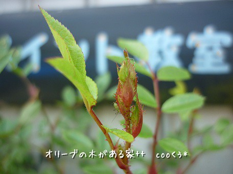 つぼみ２.jpg