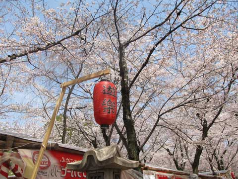平野神社4.jpg