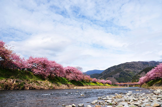 桜３
