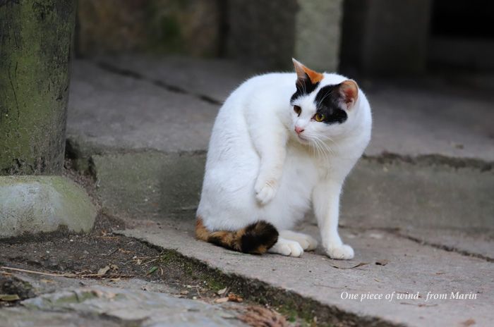 稲荷山の猫 ひとひらの風 楽天ブログ