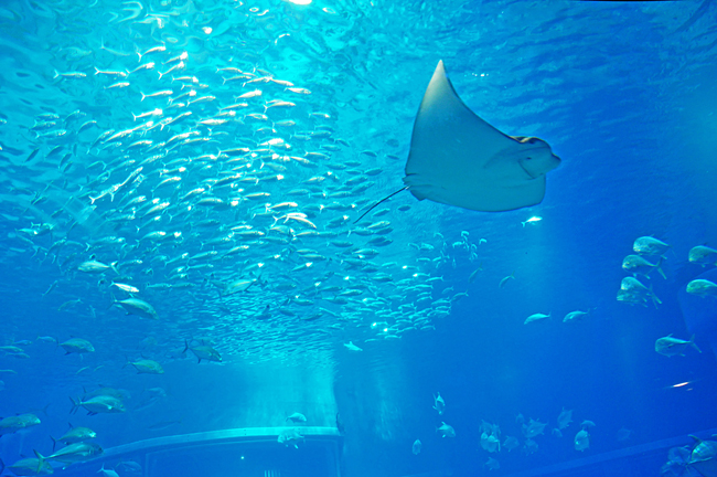 魚４