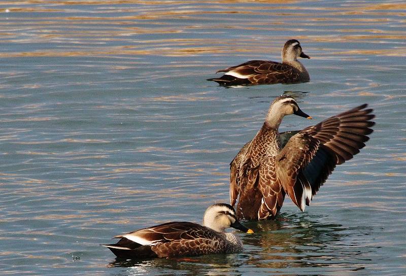 IMG_4487 (800x544).jpg