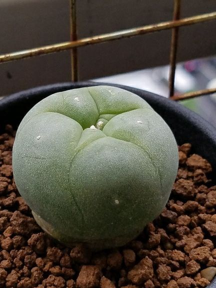 翠冠玉しぼむ デルオの多肉日記 楽天ブログ