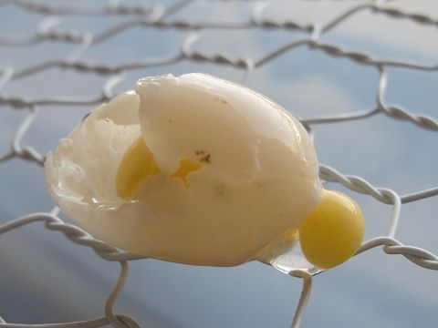 産んだ卵を食べるカメ 星とカワセミ好きのブログ 楽天ブログ