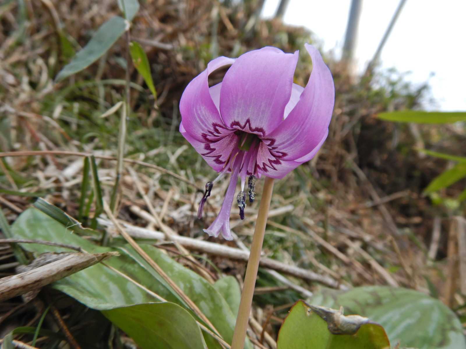 山にも春の花が咲き始めました | 山と川と花の記 - 楽天ブログ
