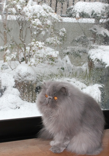 大雪警報２.jpg