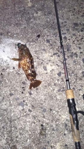 瀬戸内ロックフィッシュ サメジの釣り暮らし 楽天ブログ