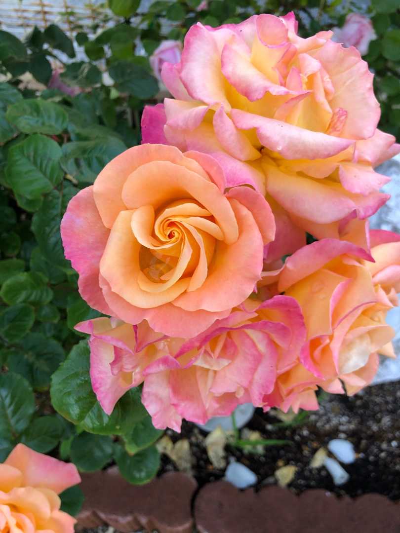 この子は | Roseママの薔薇庭 - 楽天ブログ