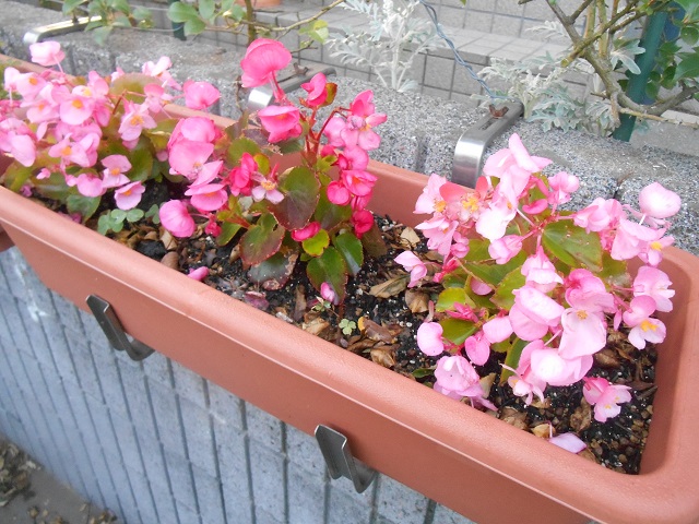 DSCN0457.JPG