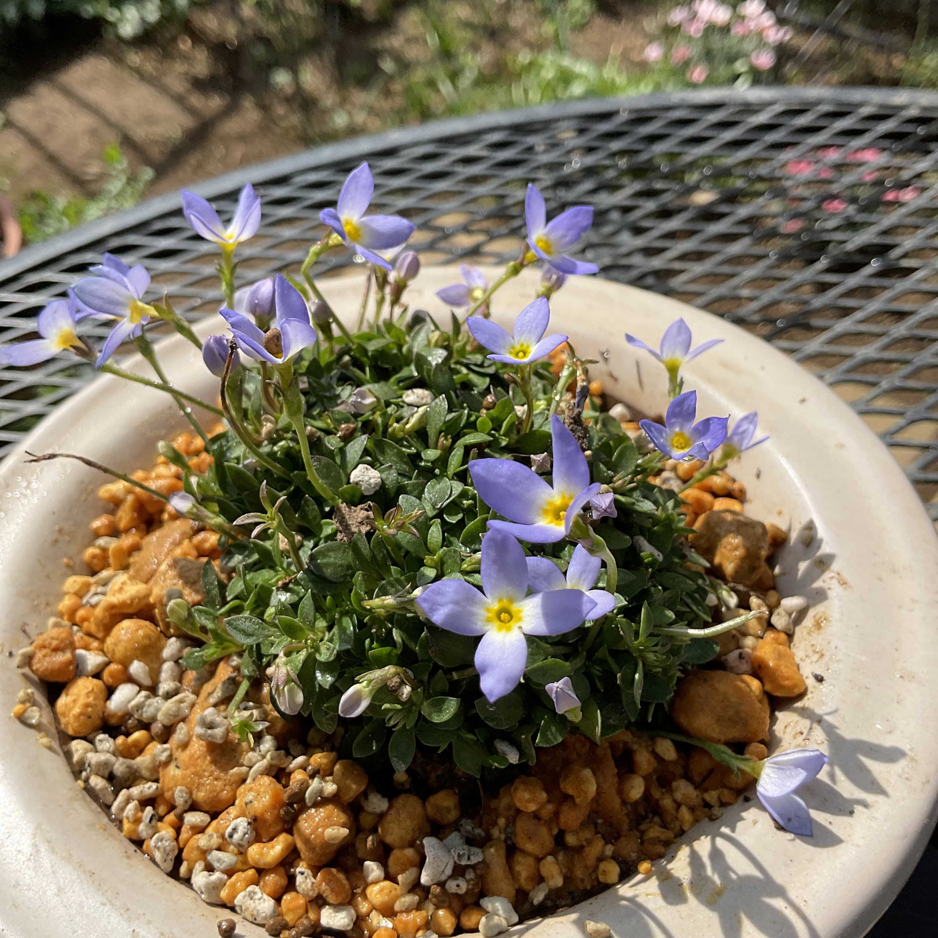 バイカオウレン❋ヒナソウを植え替え山野草の楽しみな季節です | 花